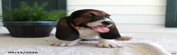 Basset Hound dogs for sale: Champ - Ad 2