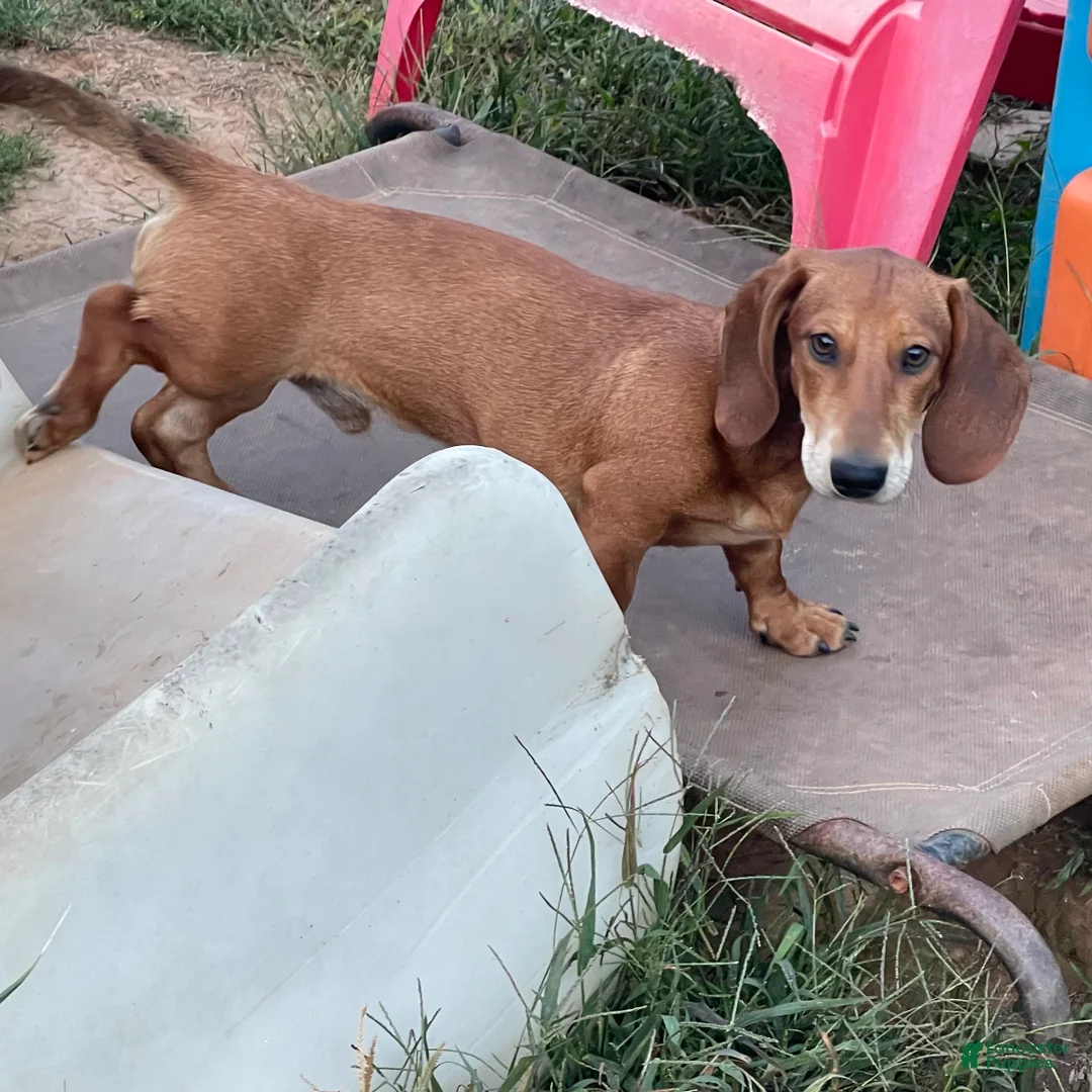 Dachshund dogs for sale: Waylon - Ad 2