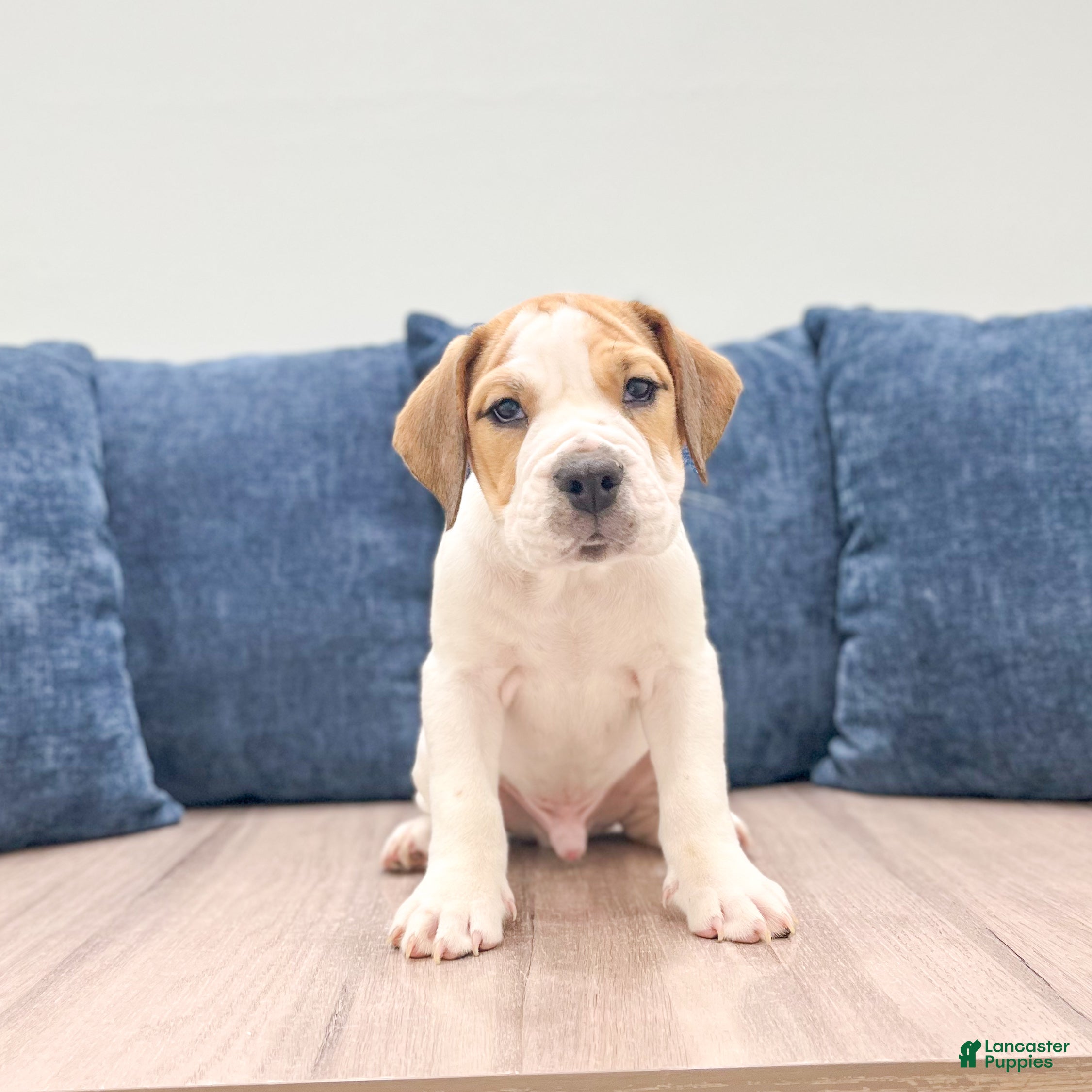 Beabull dogs Cody - Ad 1