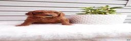 Goldendoodle dogs for sale: Rubble - Ad 8