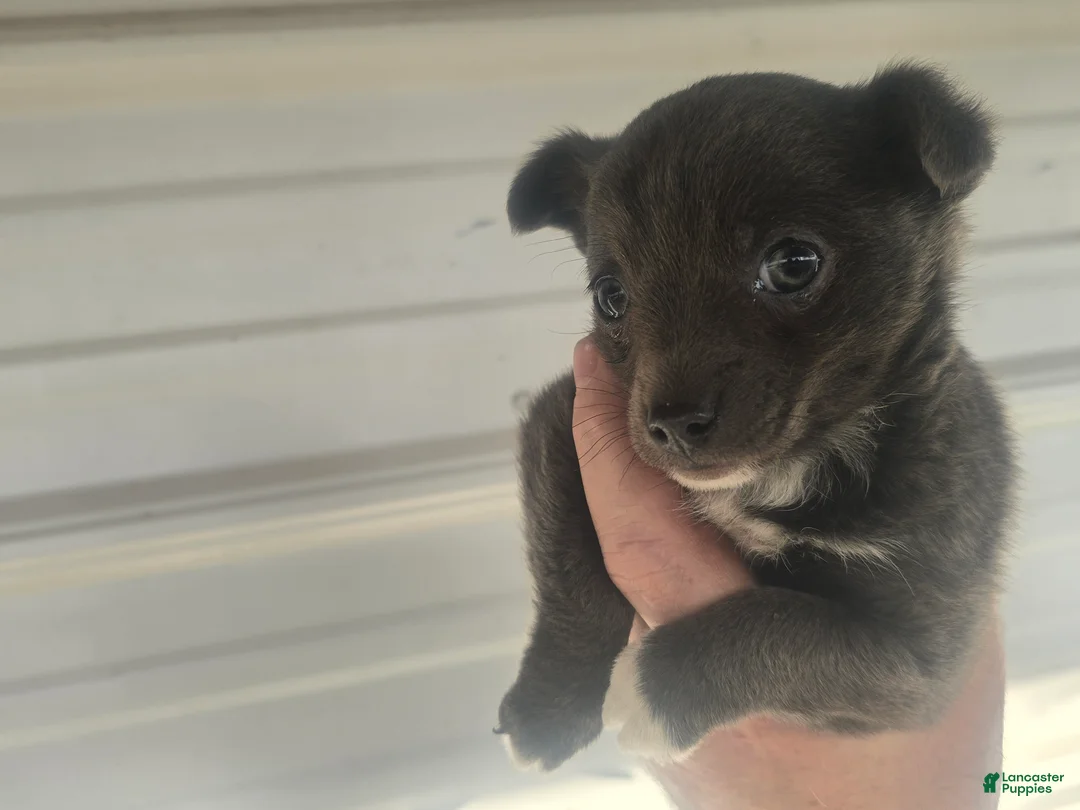 Mixed Breed dogs for sale: Mixed Breed Puppy 1 - Ad 3