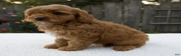 Cavapoo dogs for sale: Graham - Ad 3
