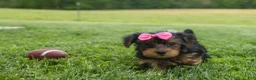 Yorkshire Terrier dogs for sale:  Betsy 🐶 - Ad 12
