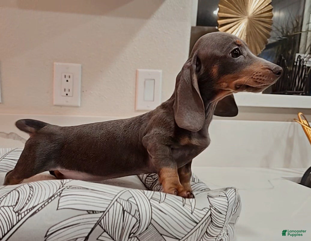 Miniature Dachshund dogs Miniature Dachshund Puppy 1 - Ad 2