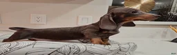 Miniature Dachshund dogs for sale: Miniature Dachshund Puppy 1 - Ad 2