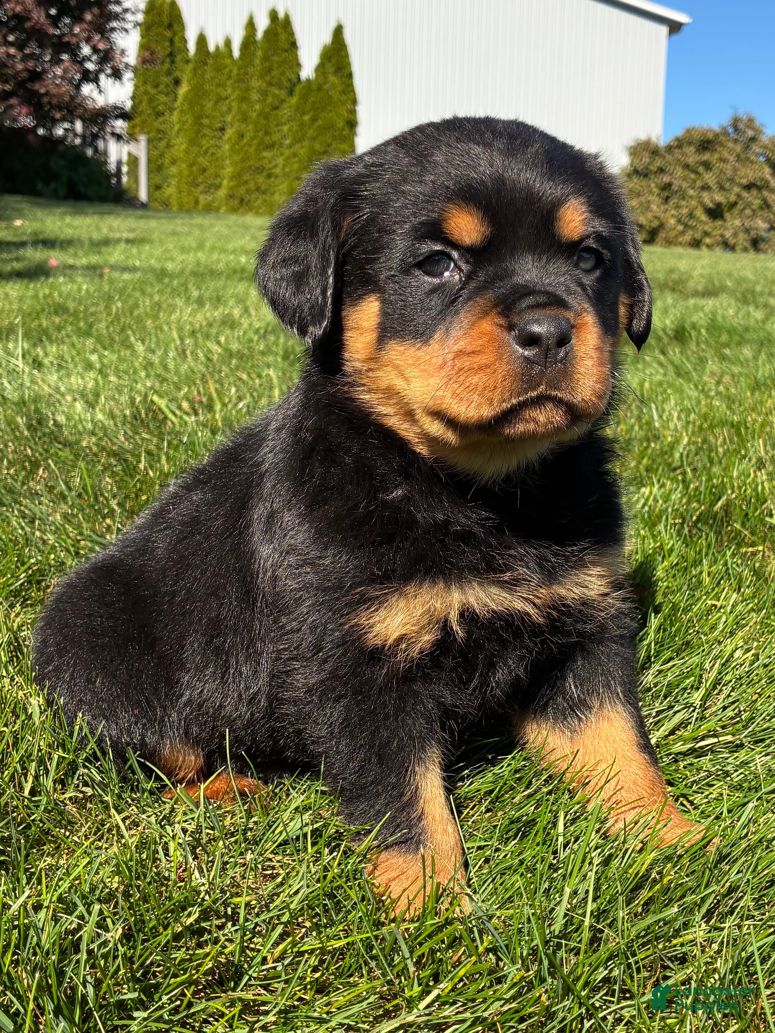 Rottweiler dogs for sale: Roxy - Ad 2
