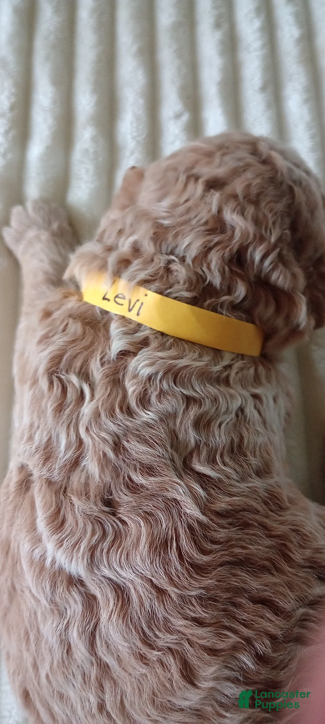 Mini Goldendoodle dogs for sale: Mr. Levi - Ad 1