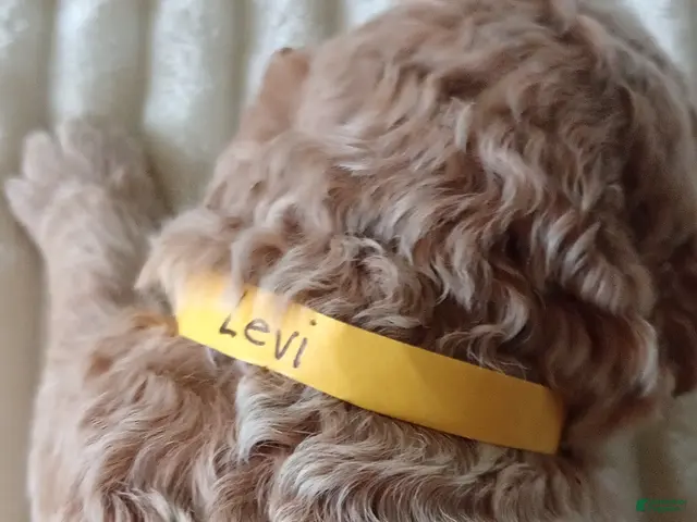 Mini Goldendoodle dogs for sale: Mr. Levi - Ad 38