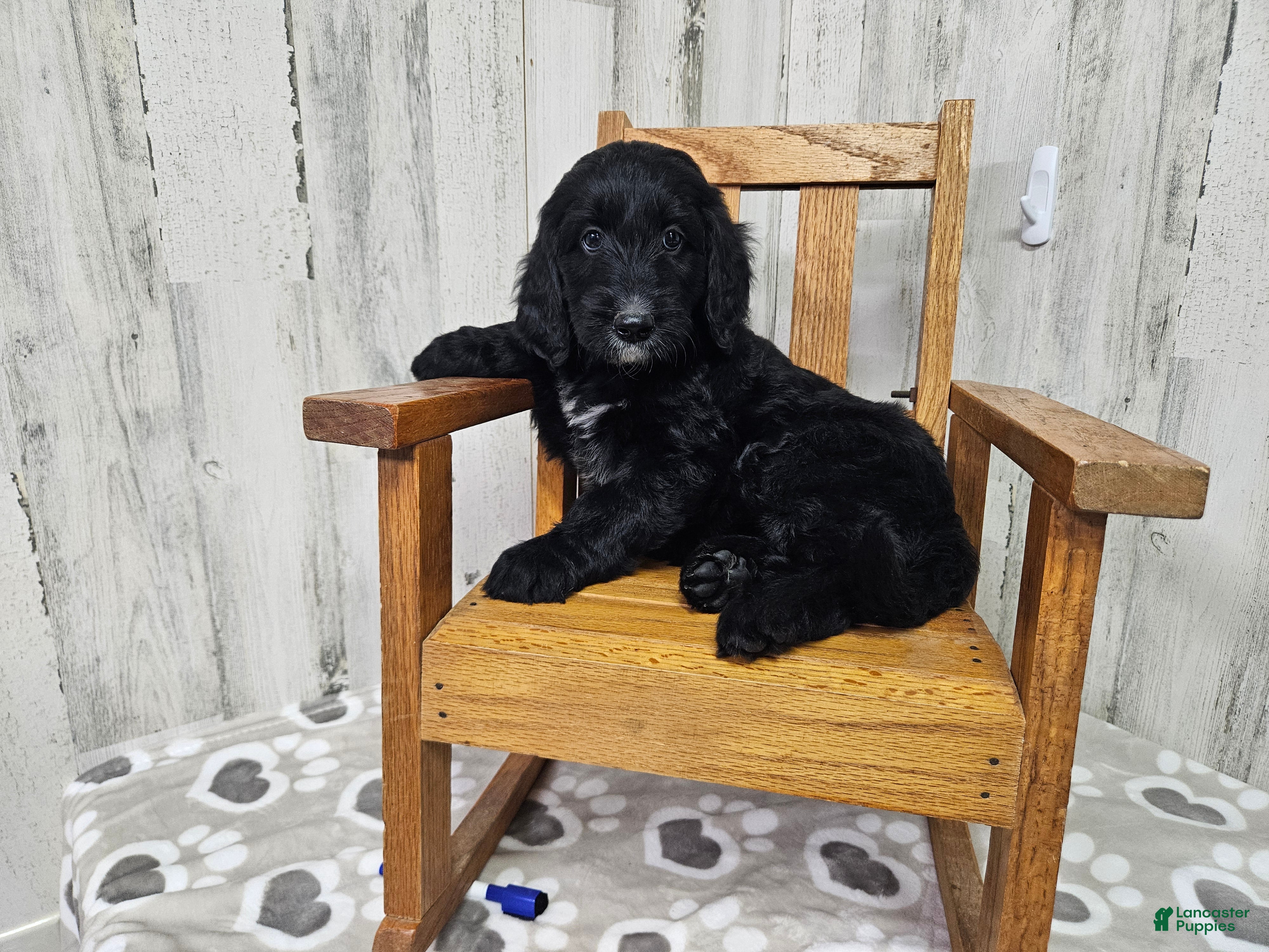 Goldendoodle dogs F1 StringBean - Ad 31
