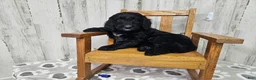 Goldendoodle dogs for sale: F1 StringBean - Ad 1