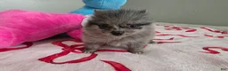 Pomeranian dogs for sale: Peaches  - Ad 7