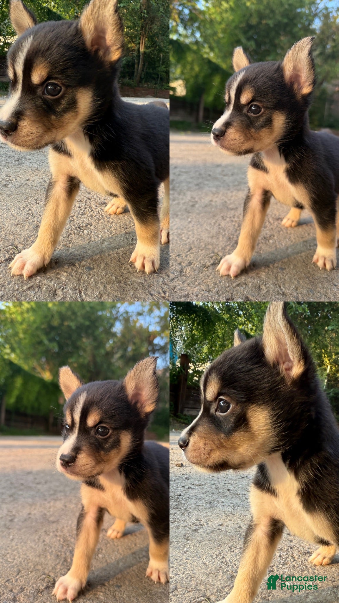 Mixed Breed dogs Bentley  - Ad 26