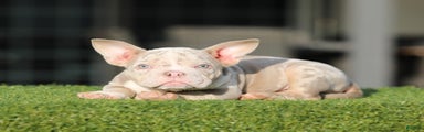 American Bully Puppy 1