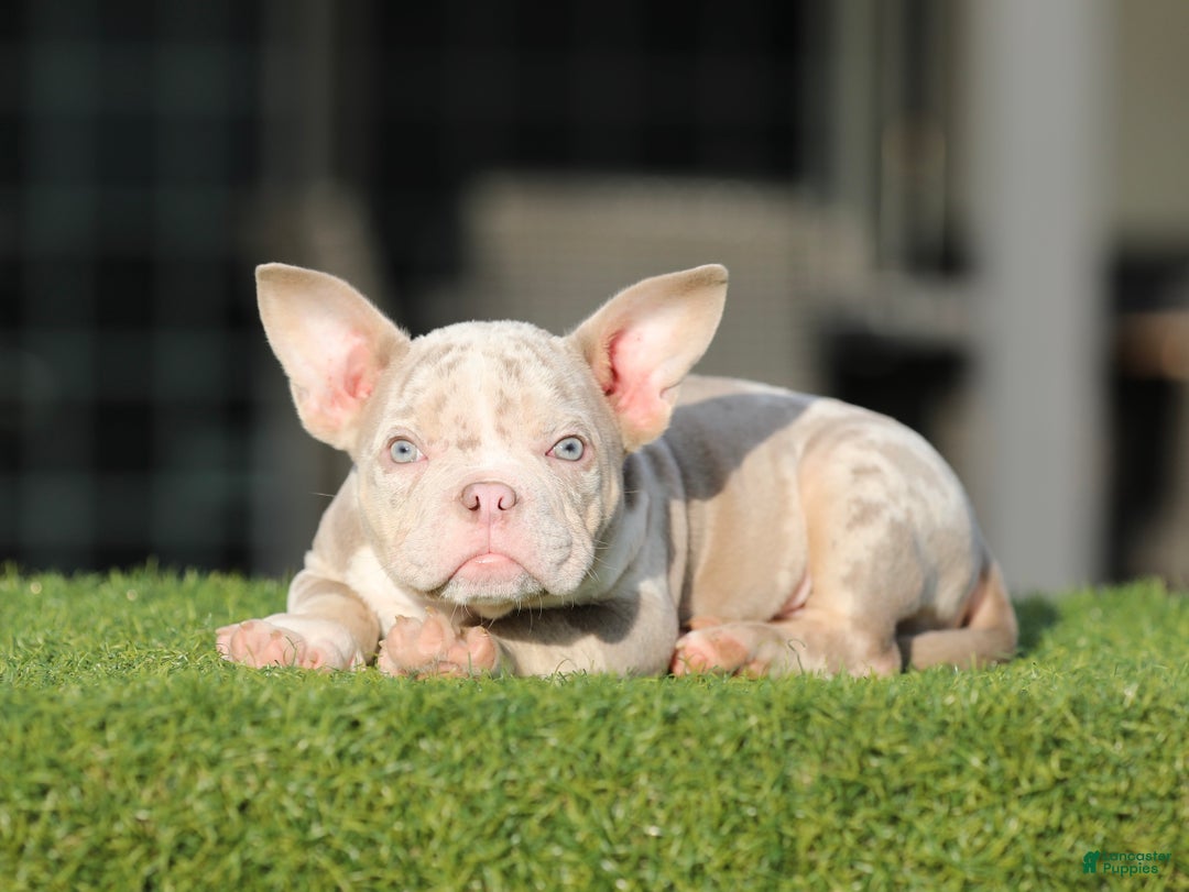 American Bully dogs for sale: American Bully Puppy 1 - Ad 1