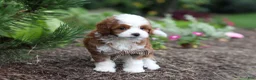 Cavapoo dogs for sale: Brody - Ad 8