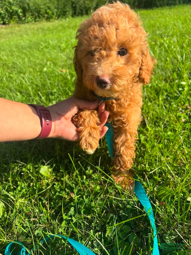 Mini Goldendoodle dogs Reba - Ad 1