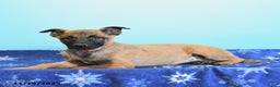 Belgian Malinois dogs for sale: Polly  - Ad 1