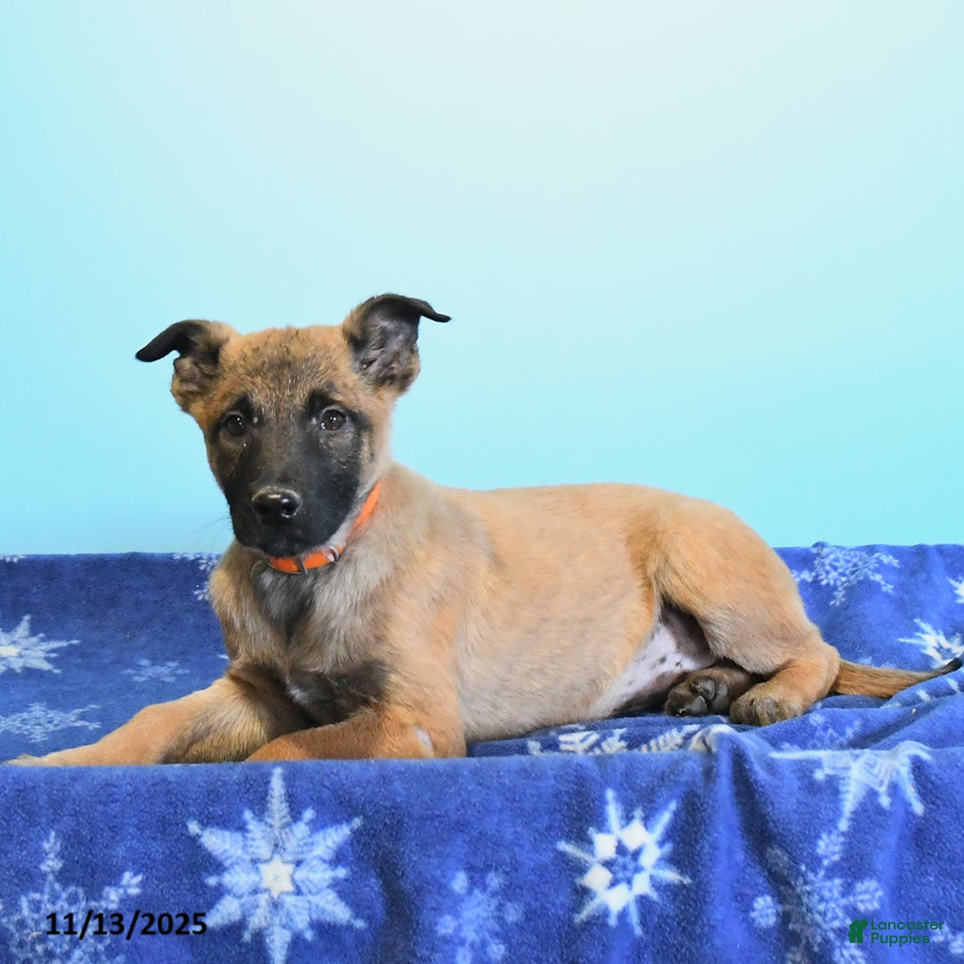 Belgian Malinois dogs for sale: Polly  - Ad 1