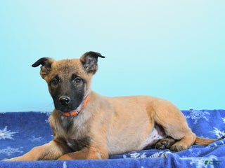 Belgian Malinois dogs Polly - Ad 4