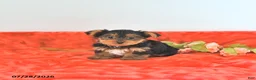 Yorkshire Terrier dogs for sale: Teddy   EXTRA SMALL - Ad 4