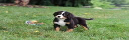 Bernese Mountain Dog dogs for sale: Bruno - Ad 3