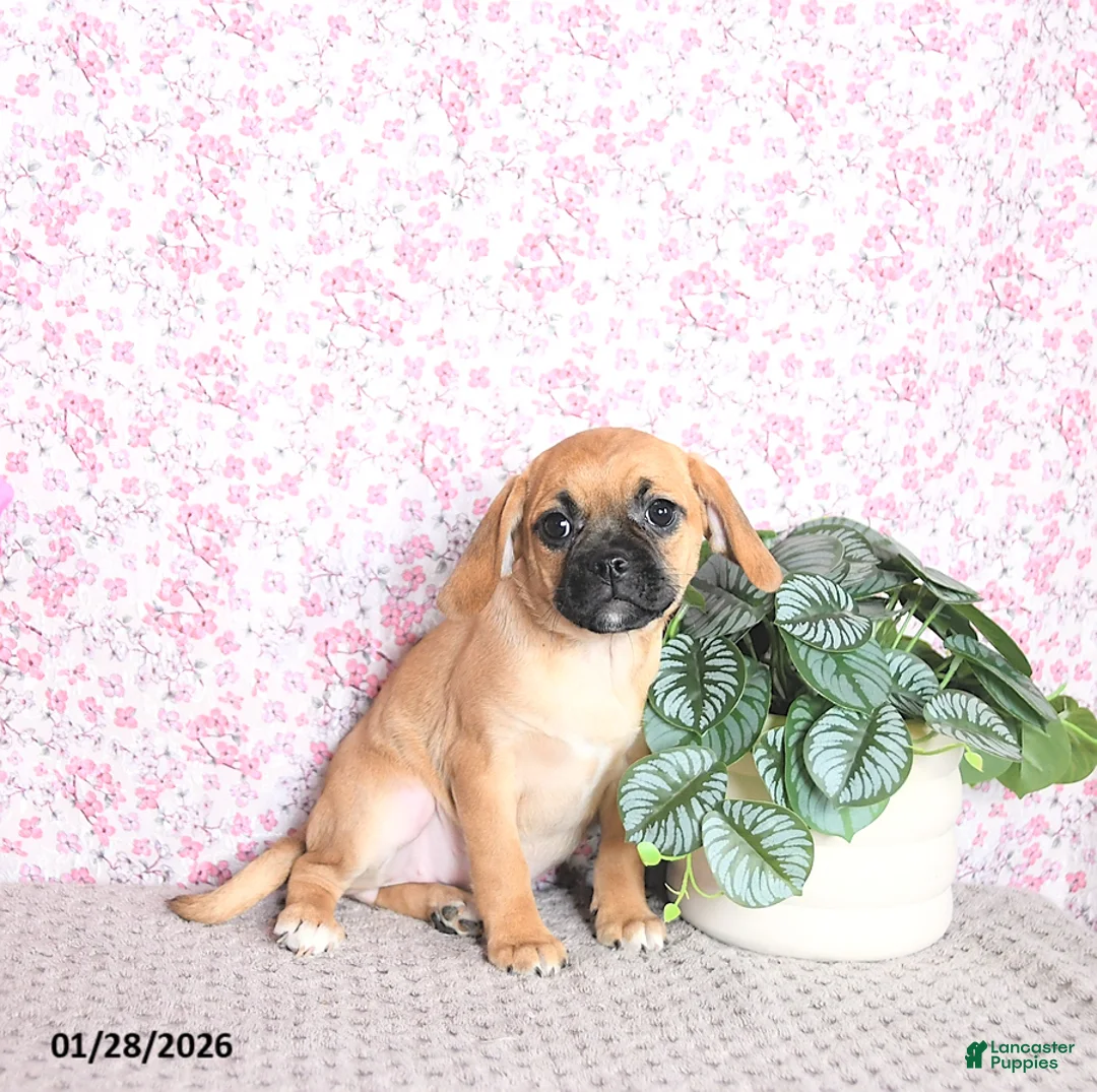Puggle dogs for sale: Karmel - Ad 4