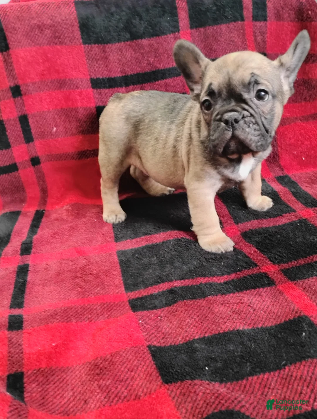 Mixed Breed dogs for sale: Luke  - Ad 1