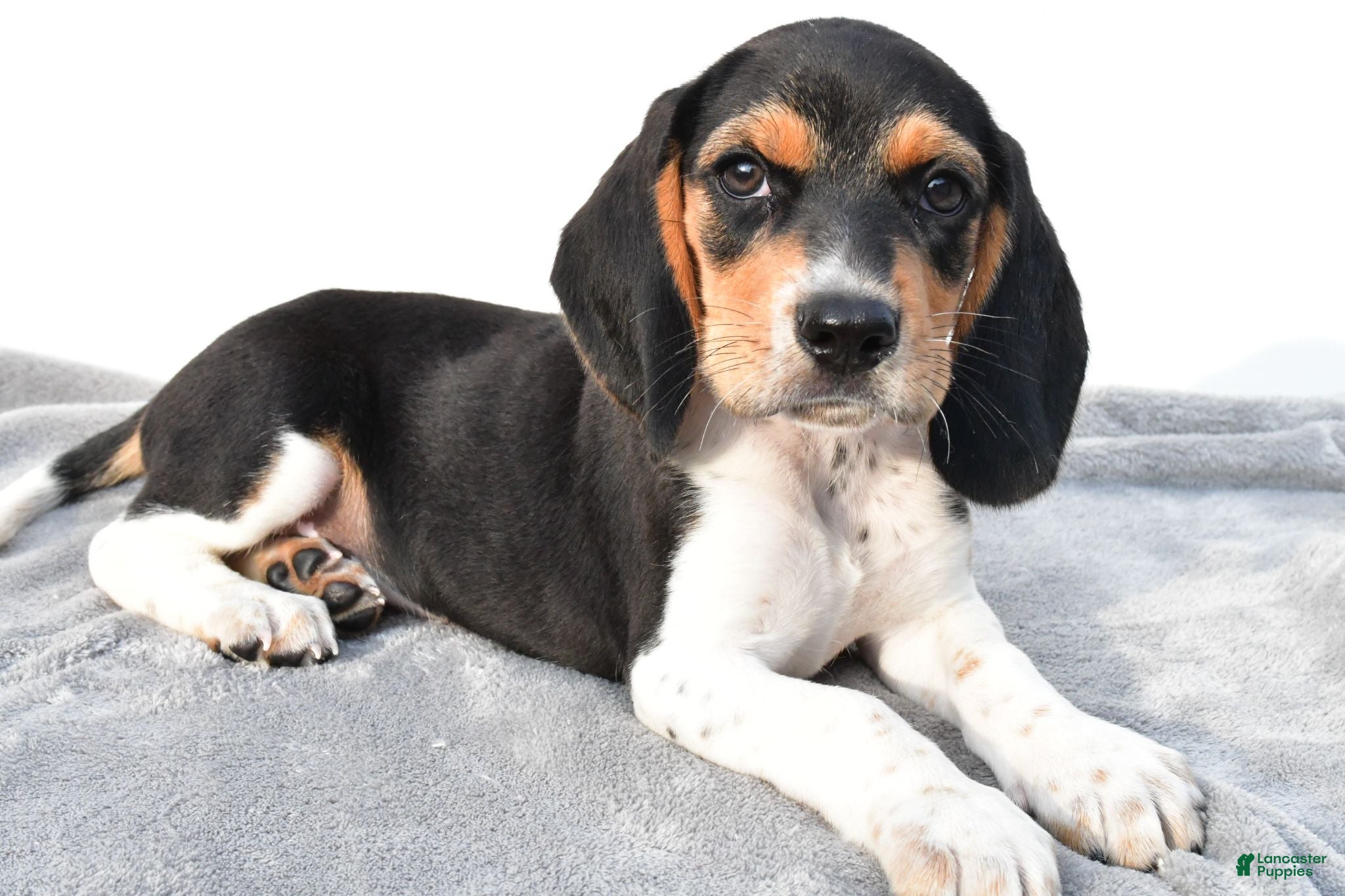 Beagle dogs Adam - Ad 1
