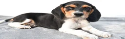 Beagle dogs for sale: Adam - Ad 4