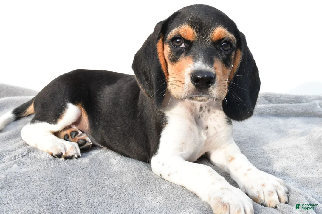 Beagle dogs for sale: Adam - Ad 1