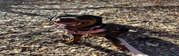 Rottweiler dogs for sale: Rottweiler Puppy 6 - Ad 7