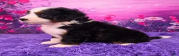Mini Bernedoodle dogs for sale: Ozzy - Ad 3