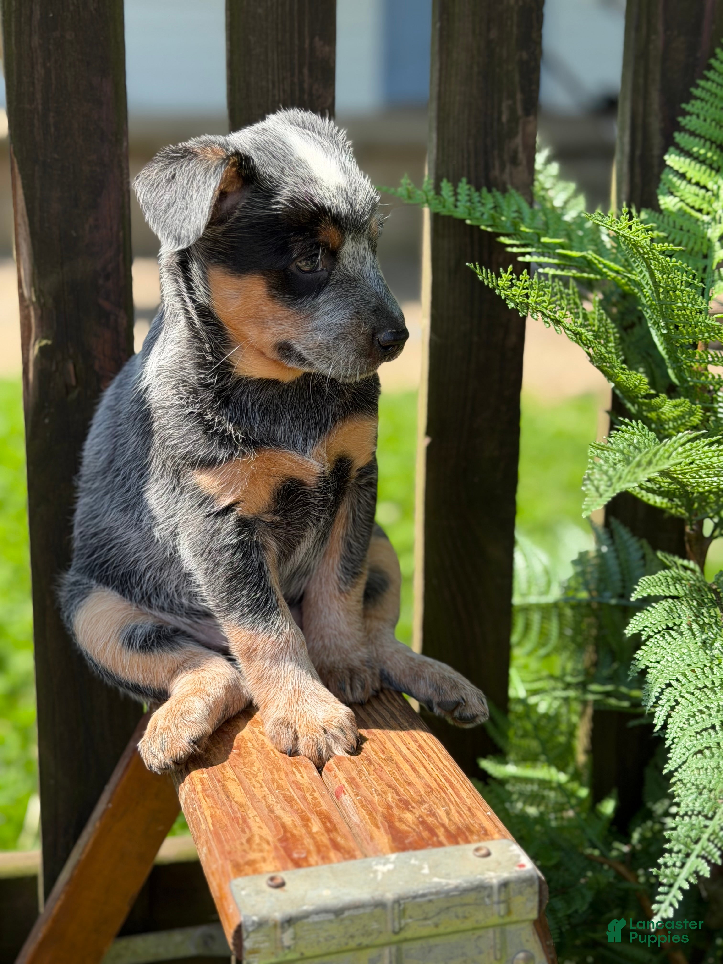 Australian Cattle Dog dogs Chloe - Ad 2