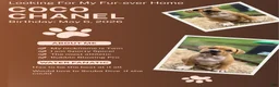 American Bully dogs for sale: CoCo - Ad 1