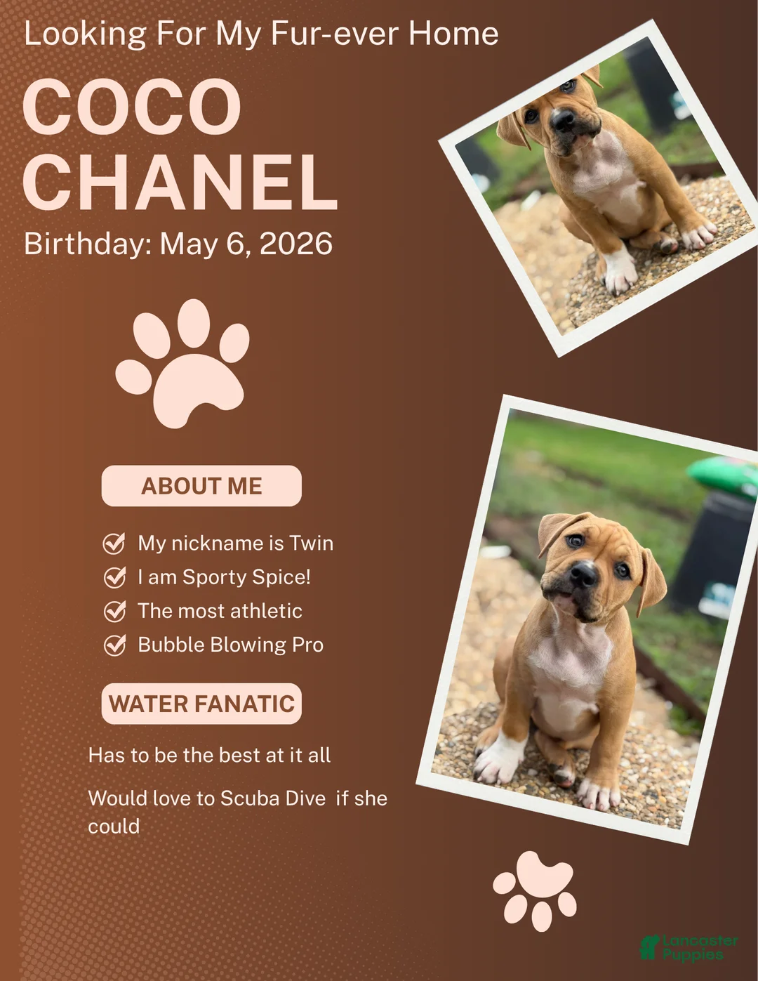 American Bully dogs for sale: CoCo - Ad 1