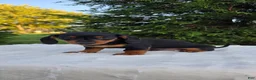 Miniature Dachshund dogs for sale: Dolly  - Ad 5