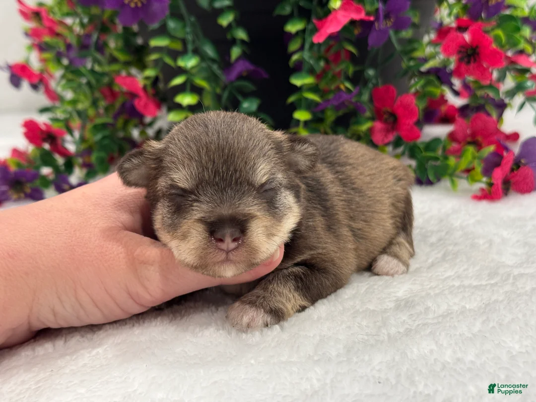 Miniature Schnauzer dogs for sale: Miracle Female 2 - Ad 1