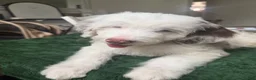 Aussiedoodle dogs for sale: Aussiedoodle 1 - Ad 9