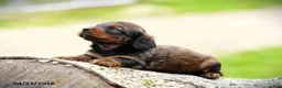 Miniature Dachshund dogs for sale: Casey - Ad 5