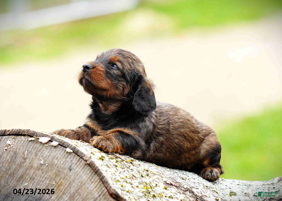Miniature Dachshund dogs for sale: Casey - Ad 5
