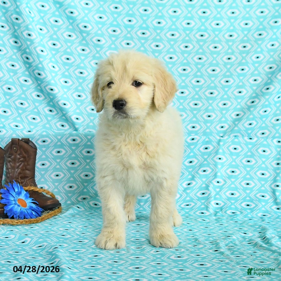 Goldendoodle dogs Mandy - Ad 2