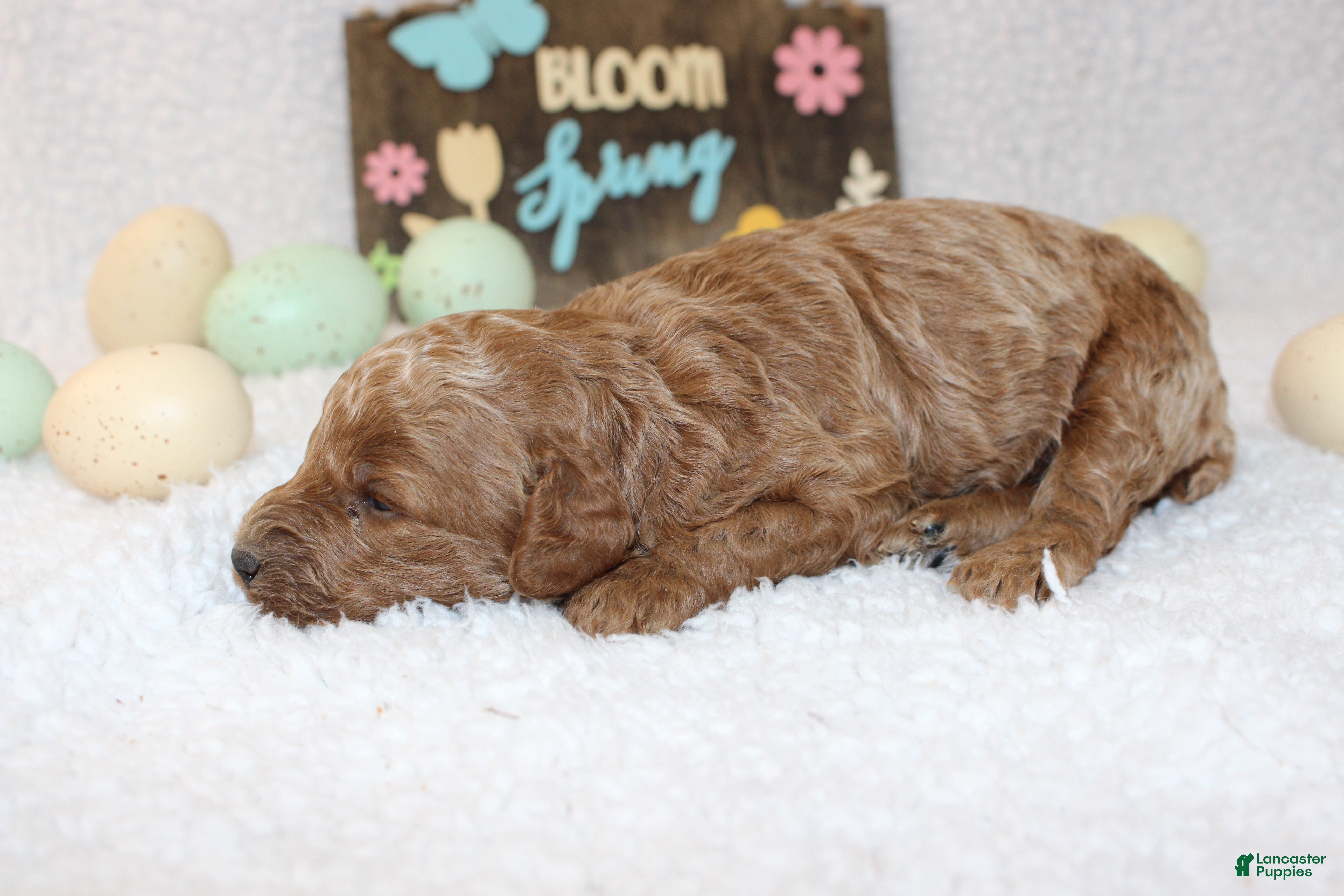 Miniature Poodle dogs Basil - Ad 37