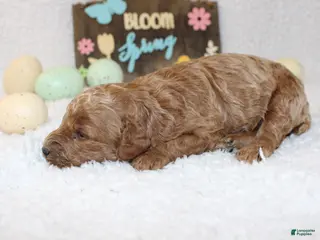 Miniature Poodle dogs Basil - Ad 37