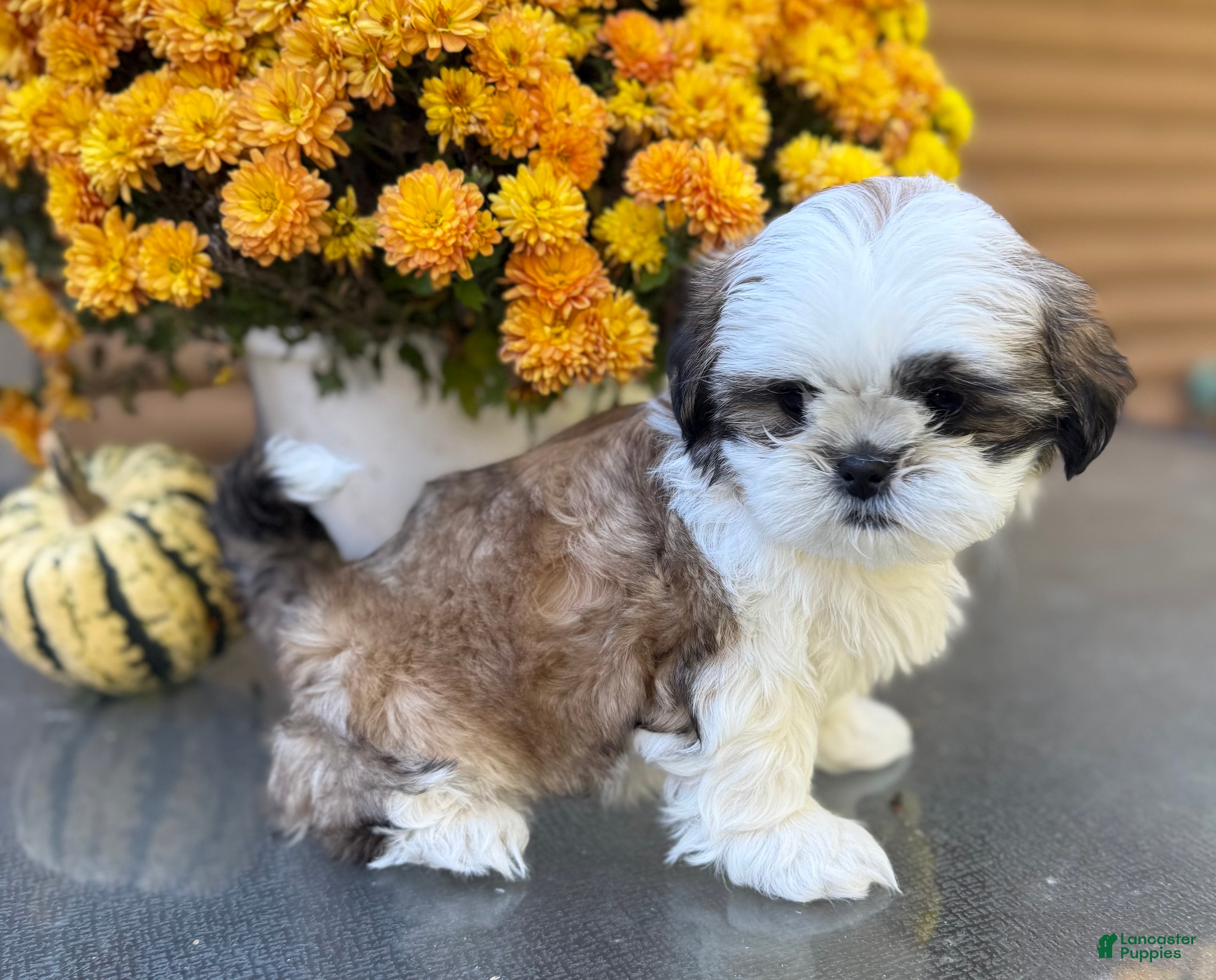 Teddy Bear dogs for sale: Coca-Cola  - Ad 2