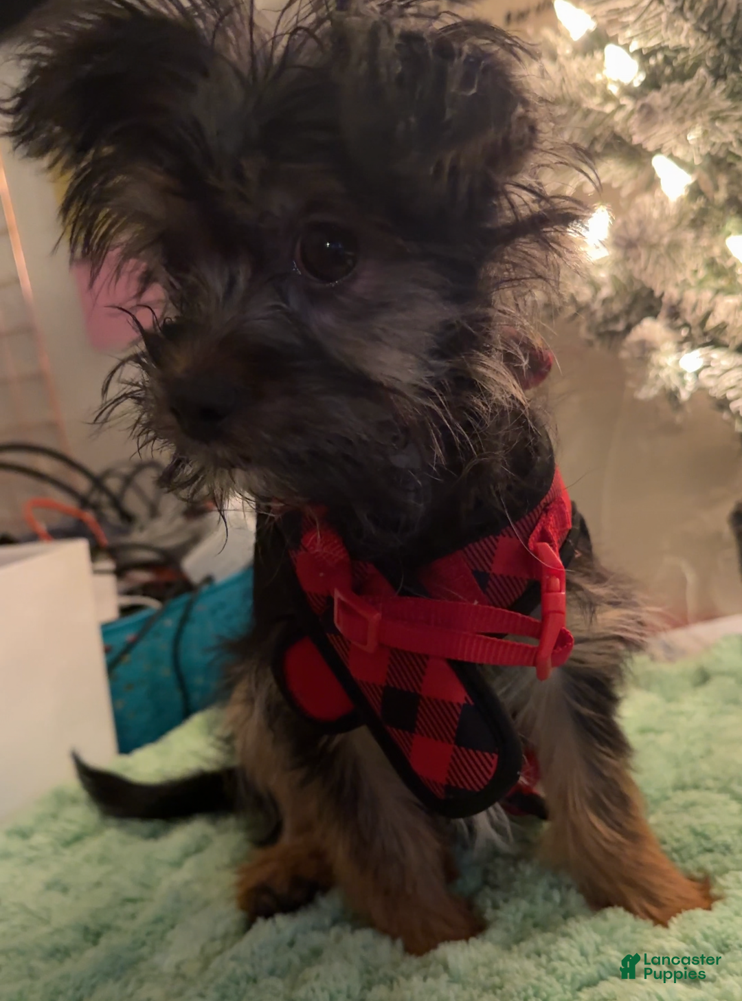 Yorkiepoo dogs for sale: Teddy - Ad 2