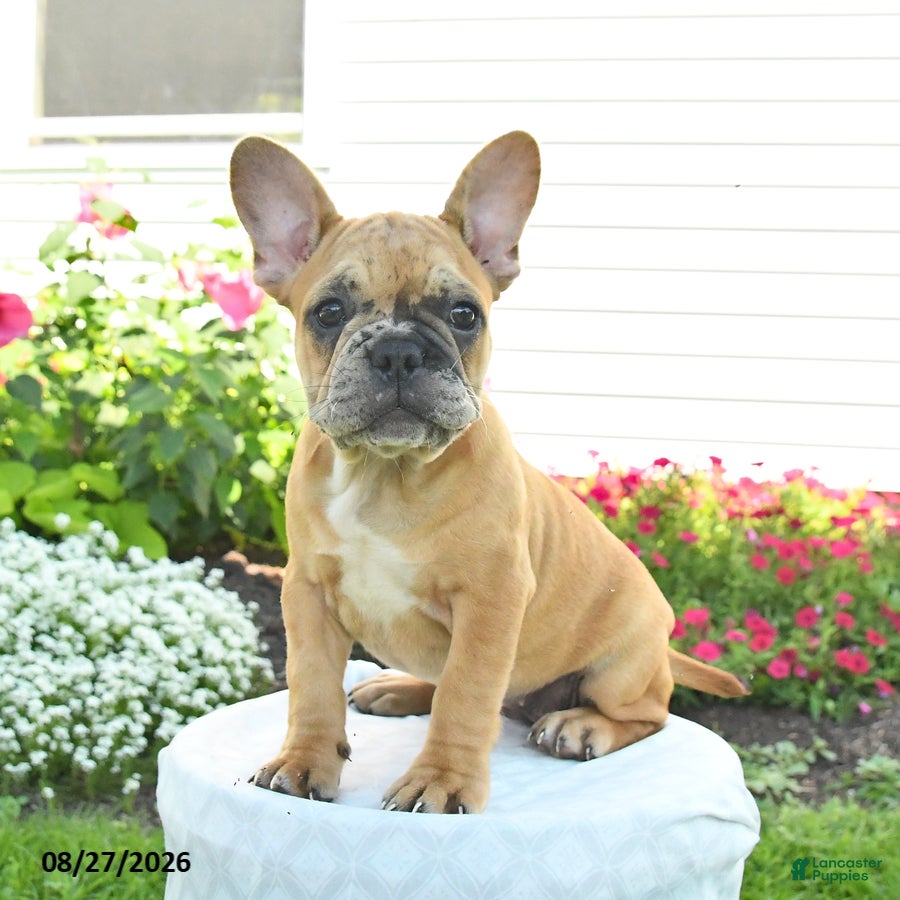 French Bulldog dogs Molly - Ad 1