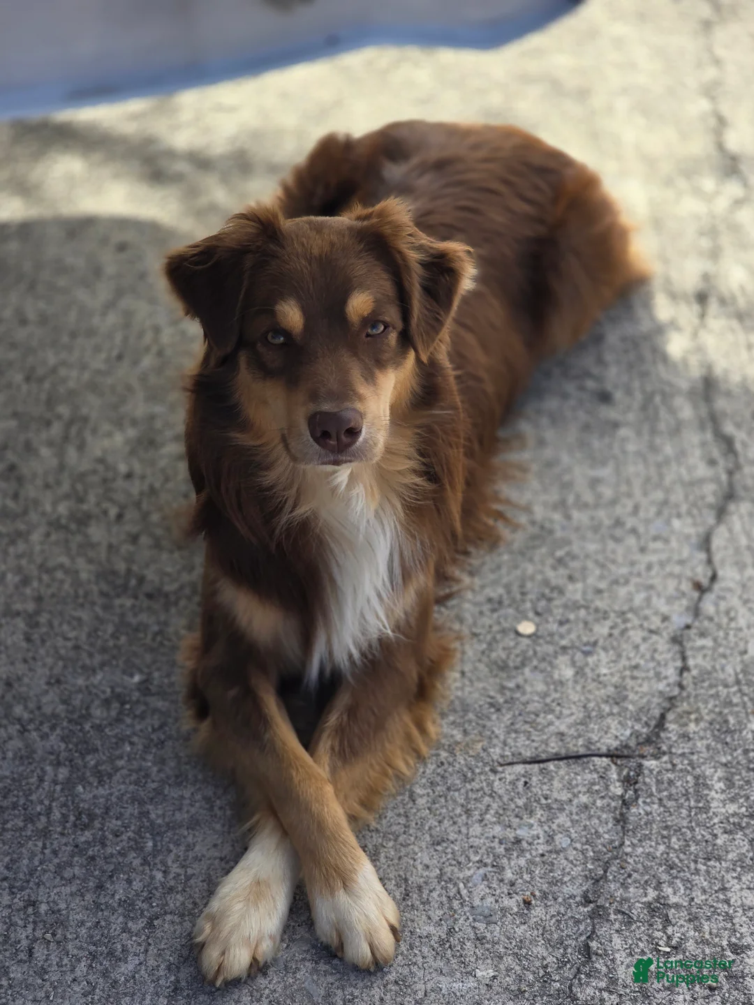 Australian Shepherd dogs for sale: Australian Shepherd Puppy 5 - Ad 6