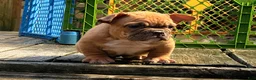 American Bully dogs for sale: Krillin - Ad 27