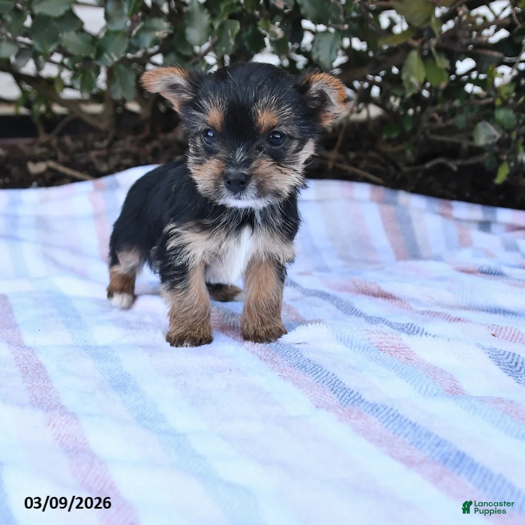 Yorkshire Terrier dogs for sale: Melton - Ad 1