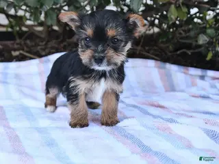 Yorkshire Terrier dogs for sale: Melton - Ad 1